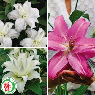 Double Oriental Lily Collection Thumbnail